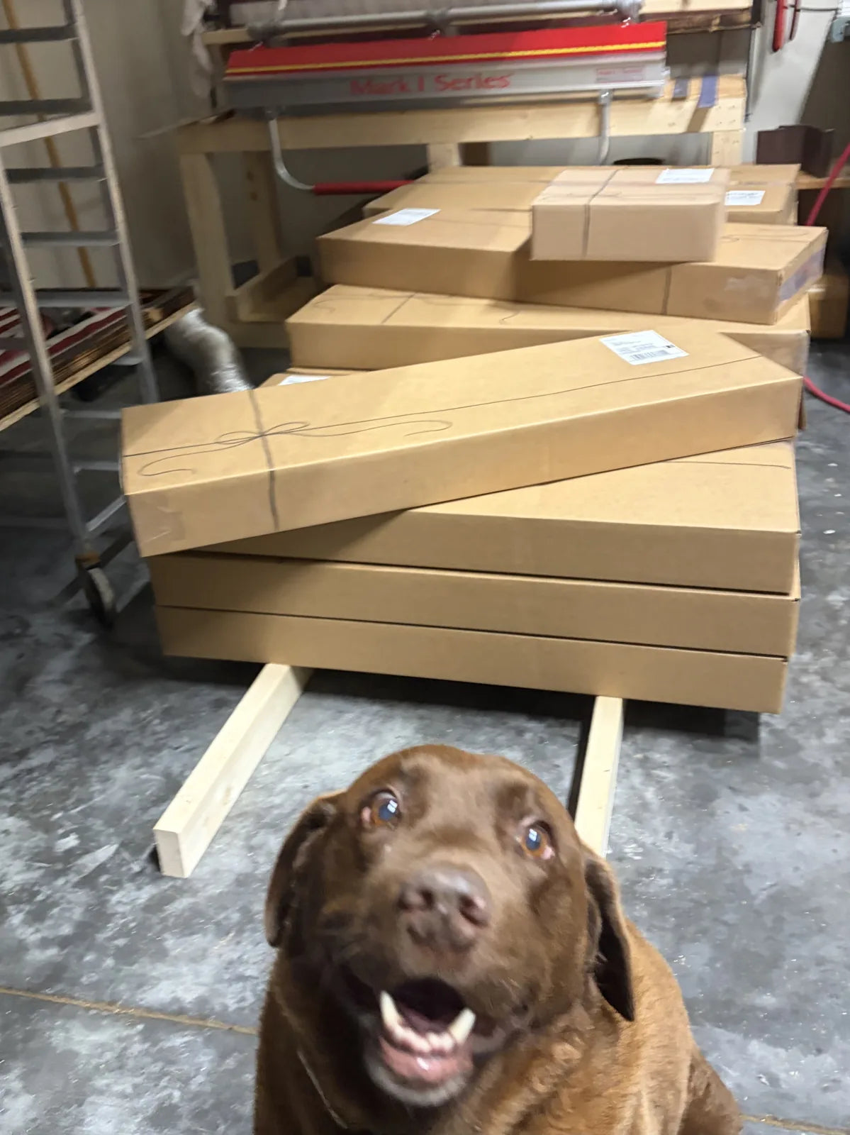 Lucy in the shop, ready to ship